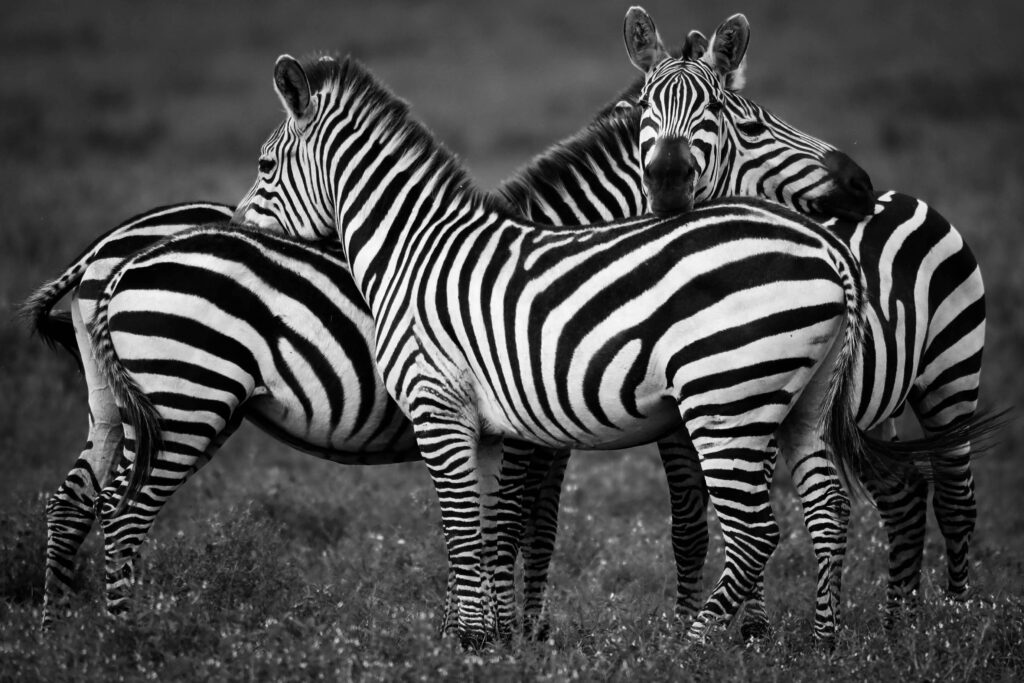 A trio of zebras standing together in a Tanzanian field, showcasing their stripes.